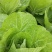 大棚春白菜4~6斤净菜