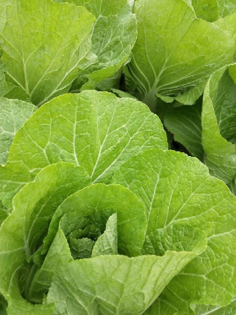 大棚春白菜4~6斤净菜