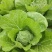 大棚春白菜4~6斤净菜