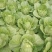 大棚春白菜4~6斤净菜