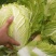 大棚春白菜4~6斤净菜
