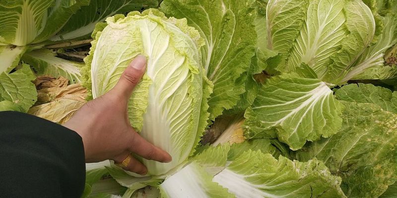 大棚春白菜4~6斤净菜