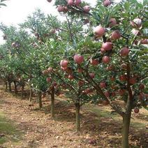 M26矮化砧苹果苗品种纯正树体矮小结果早易管理