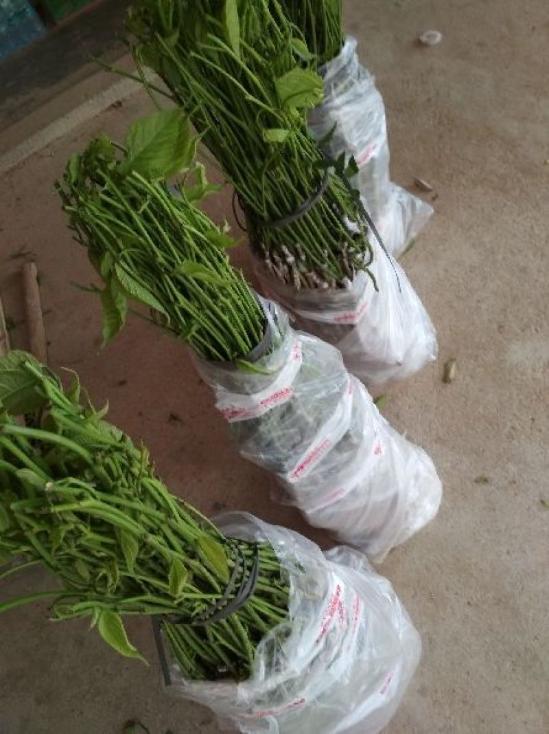 桑树苗40~50cm