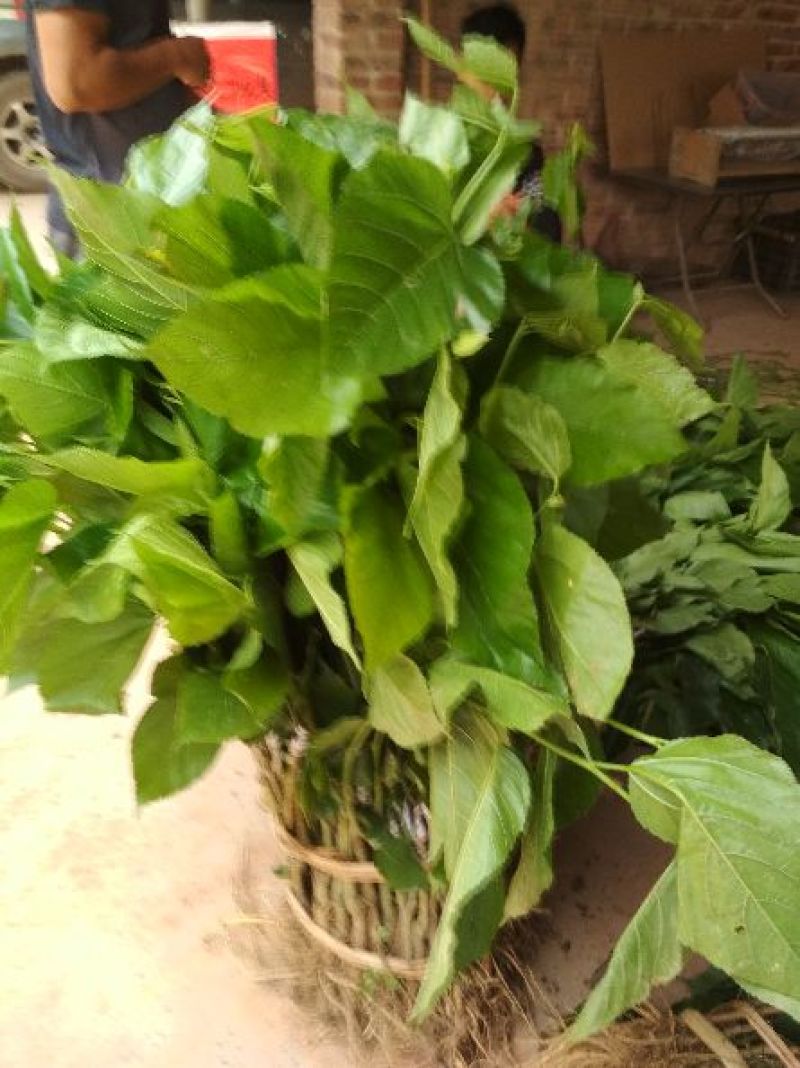 桑树苗40~50cm