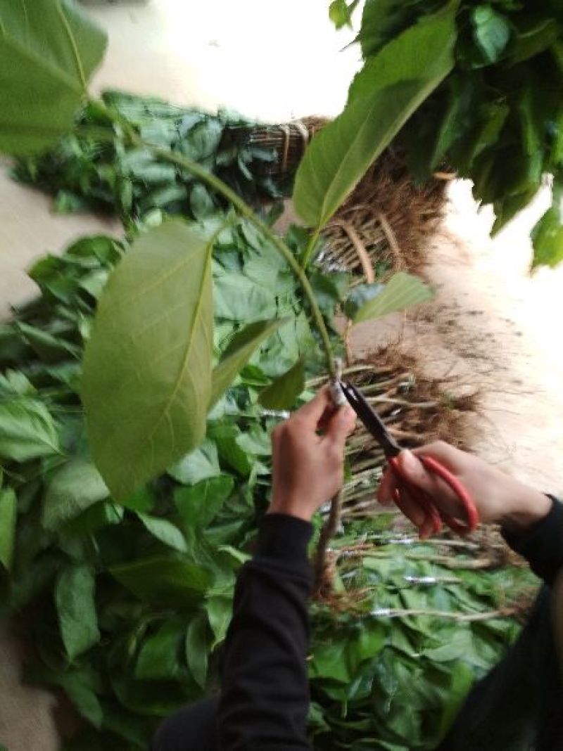 桑树苗40~50cm