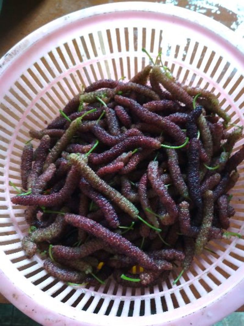 桑树苗40~50cm
