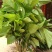 桑树苗40~50cm