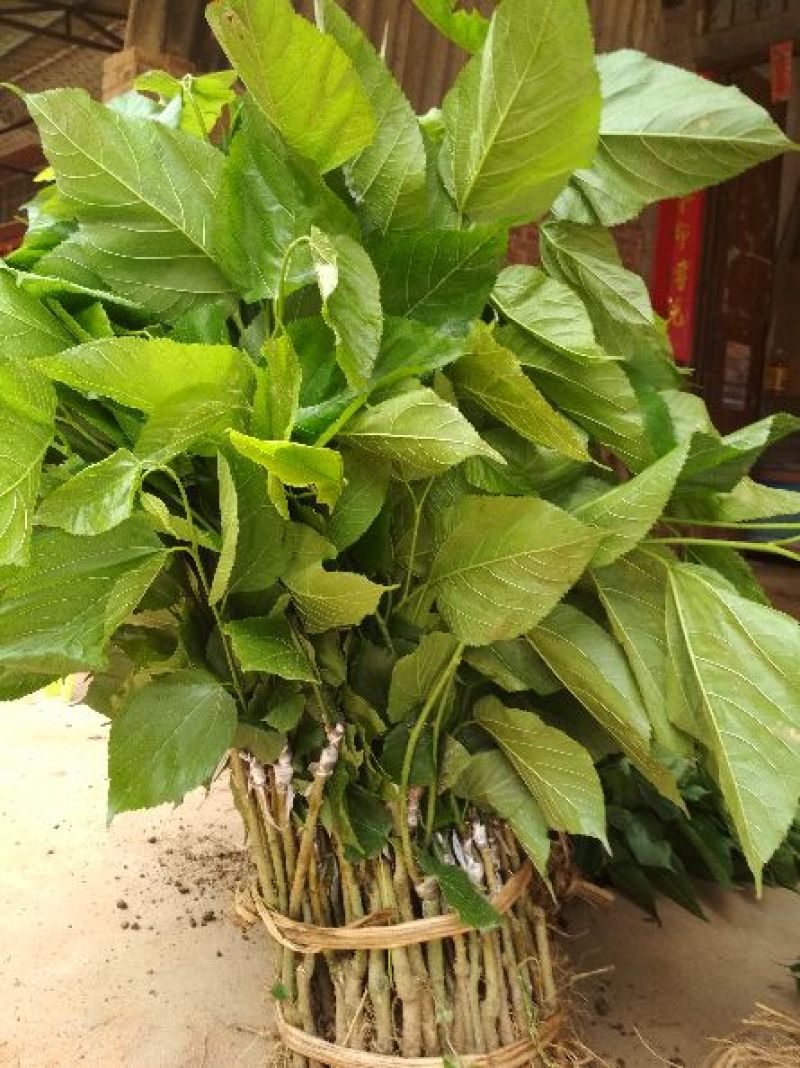桑树苗40~50cm