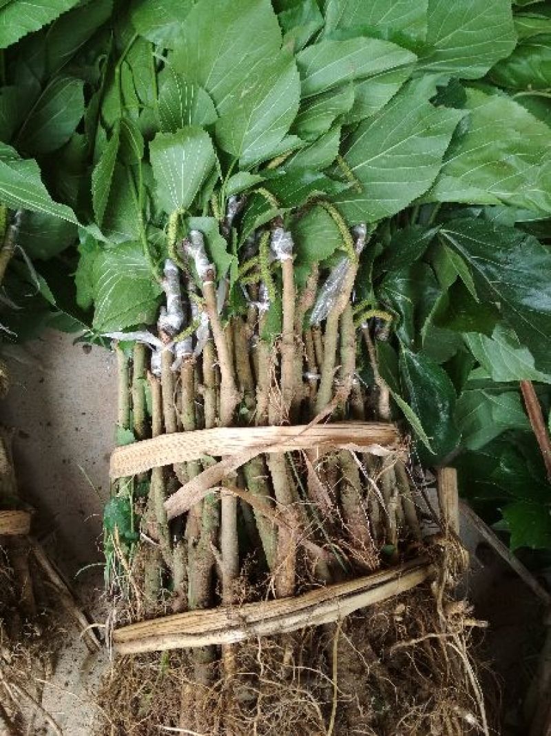 桑树苗40~50cm