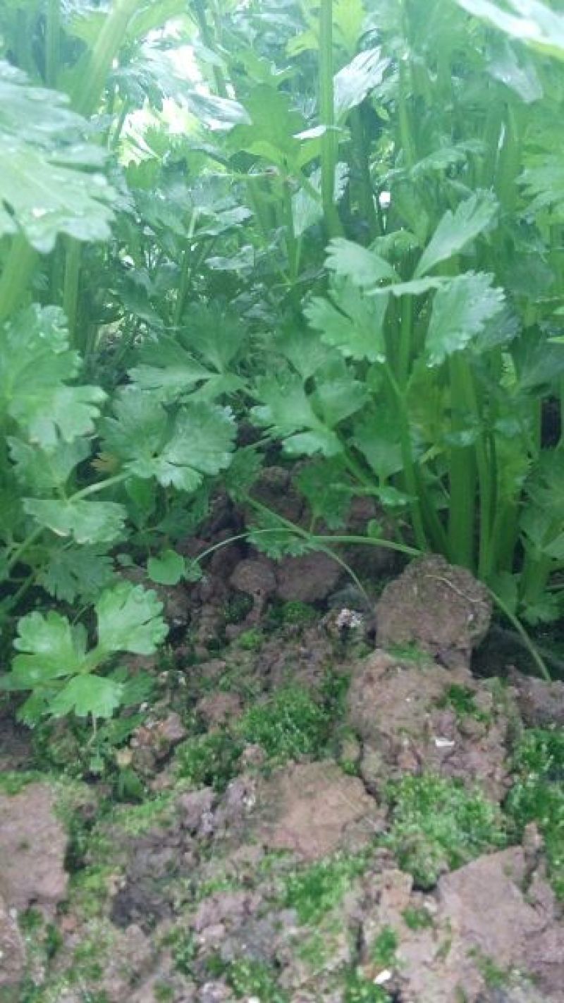 西芹40cm以上