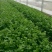 西芹40cm以上