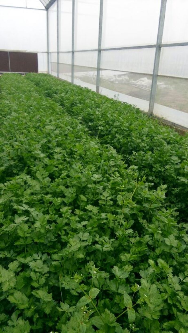 西芹40cm以上
