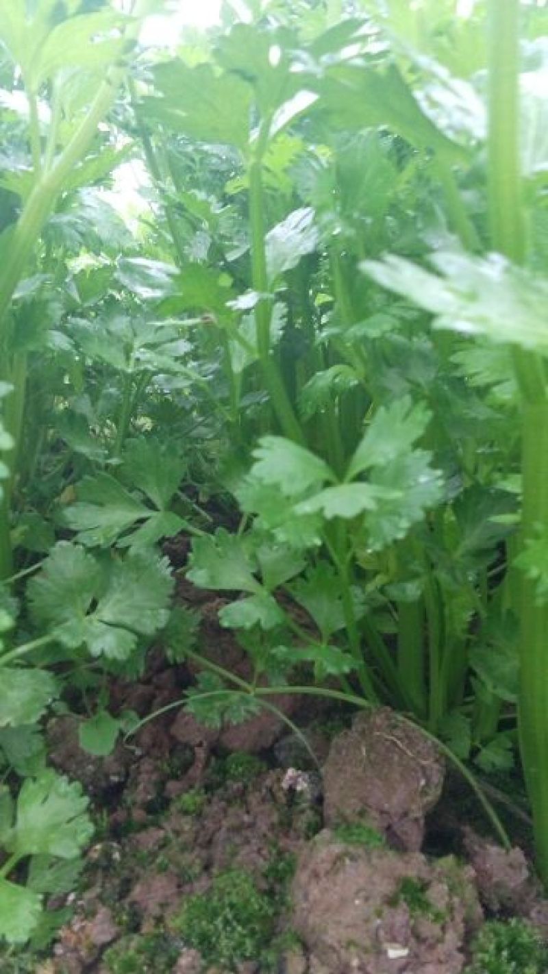 西芹40cm以上