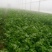 西芹40cm以上