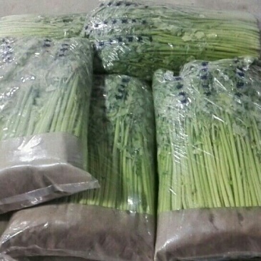 西芹40cm以上