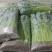 西芹40cm以上