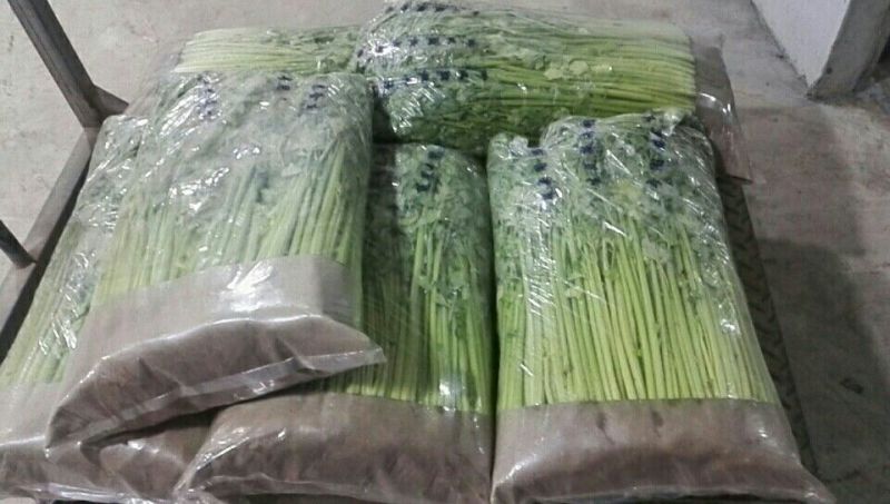 西芹40cm以上