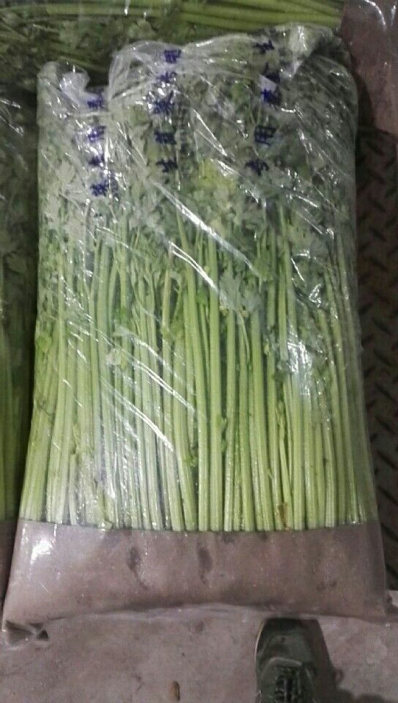 西芹40cm以上