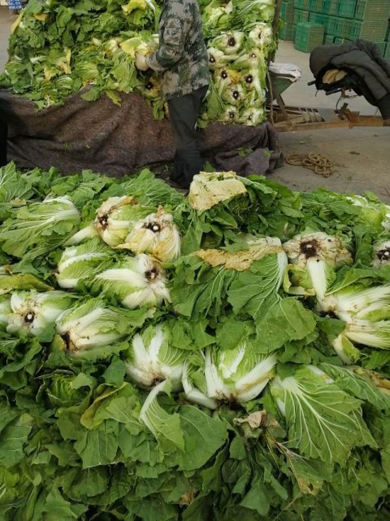 山东沂南黄心大白菜，产地直供，支持线上线下交易