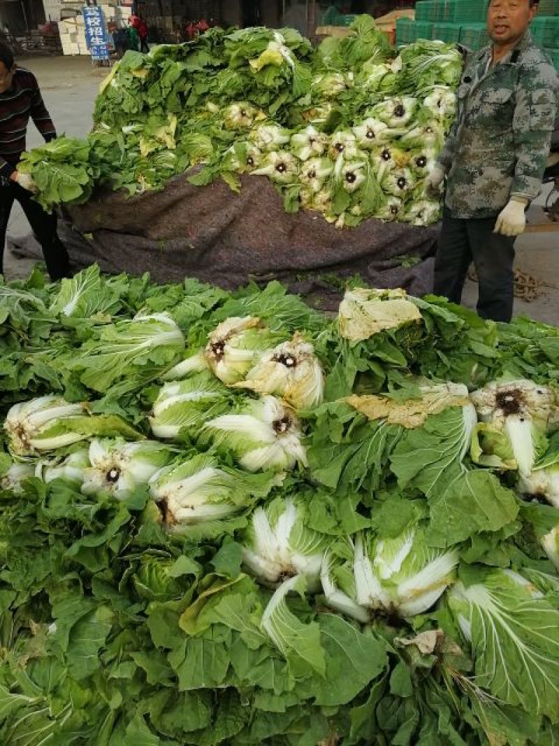 山东沂南黄心大白菜，产地直供，支持线上线下交易