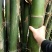苦竹3~4m