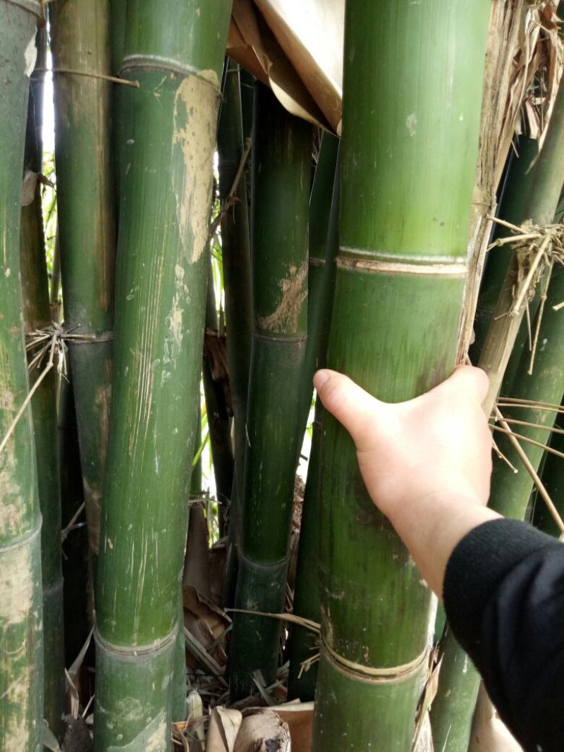 苦竹3~4m