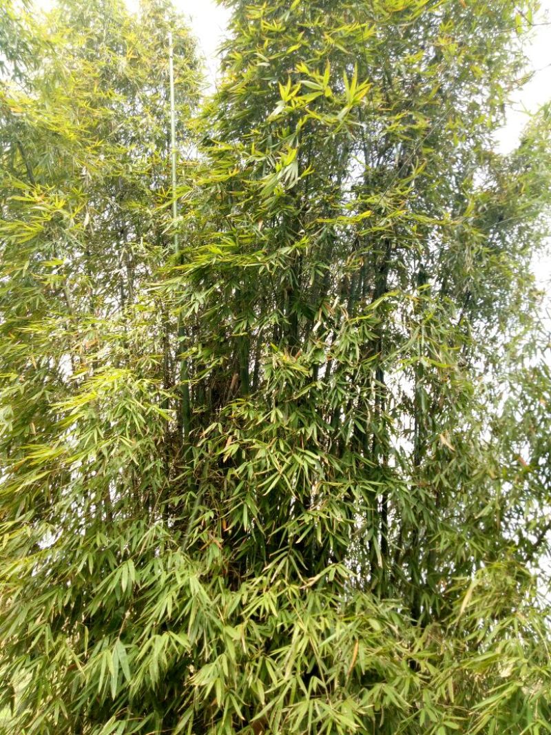 苦竹3~4m