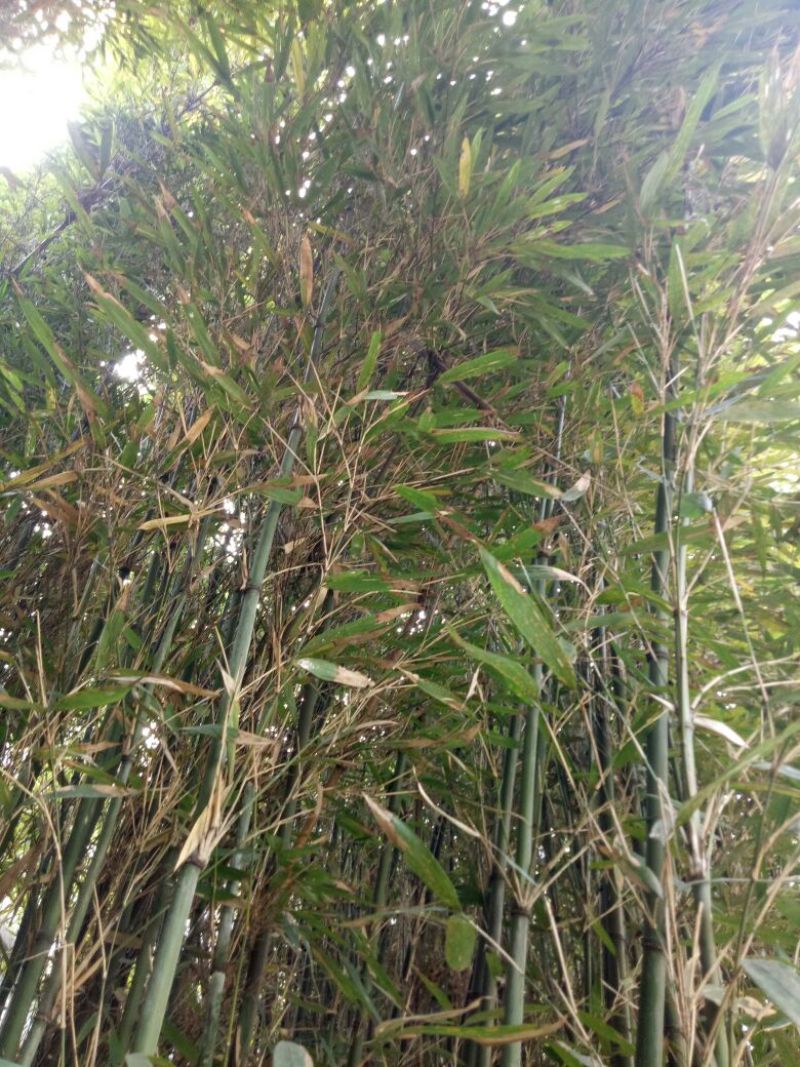 苦竹3~4m