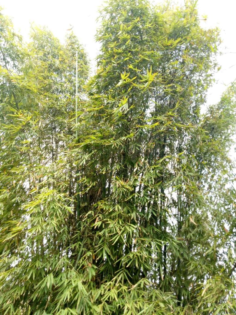 苦竹3~4m