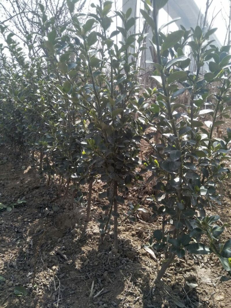 绿化工程用大叶黄杨（冬青）黄杨球