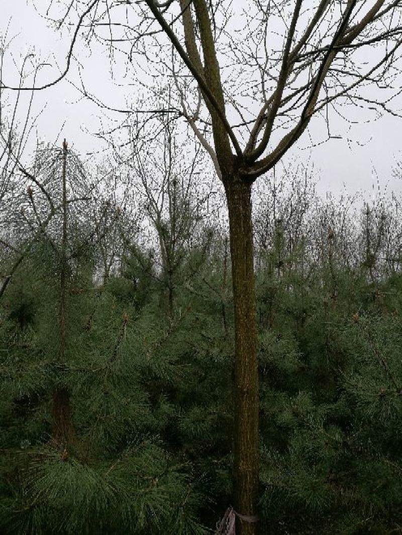 国槐2~3米14~16cm12~15cm