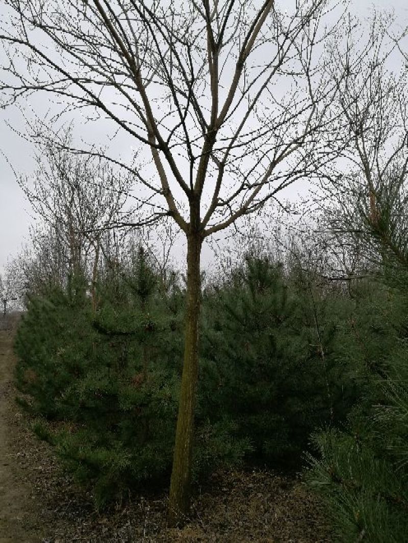 国槐2~3米14~16cm12~15cm