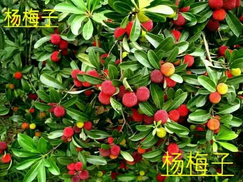 杨梅树苗0.5~150cm以下