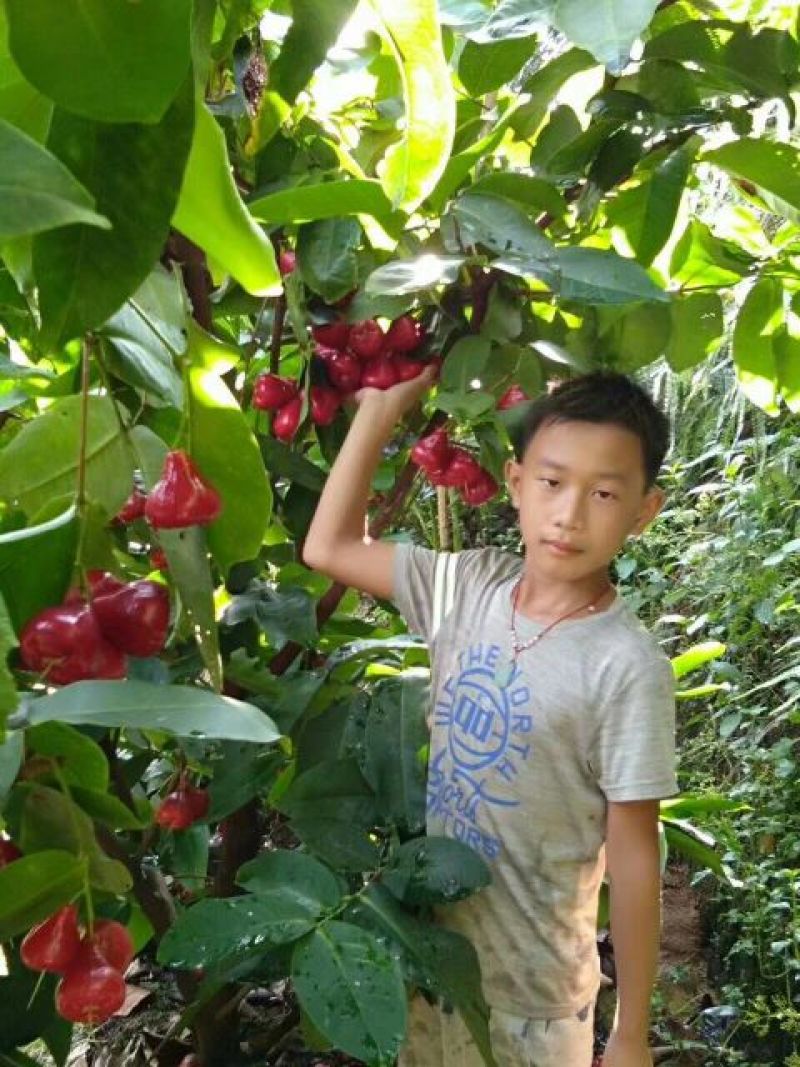 黑金刚莲雾苗