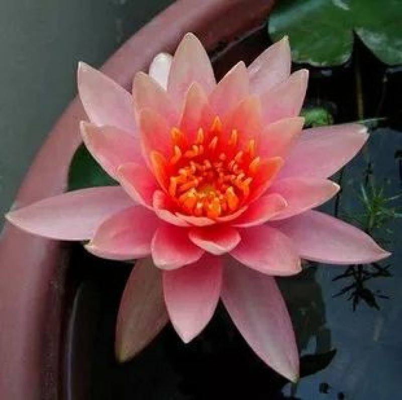 睡莲根块，观赏睡莲苗，池塘根块带芽，一件包邮死苗免费