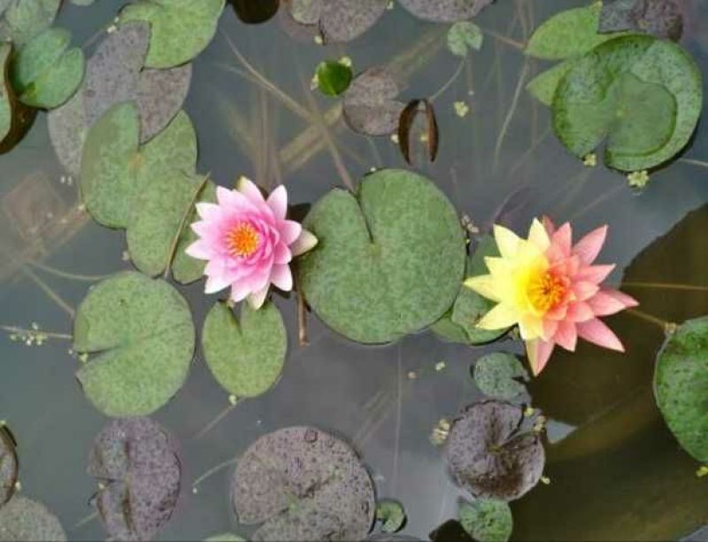 睡莲根块，观赏睡莲苗，池塘根块带芽，一件包邮死苗免费