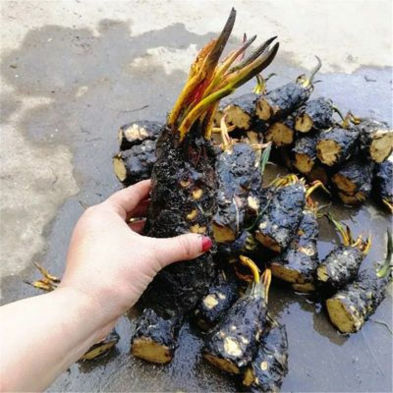 睡莲根块，观赏睡莲苗，池塘根块带芽，一件包邮死苗免费