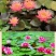 睡莲根块,观赏睡莲苗,池塘根块带芽,一件包邮死苗免费