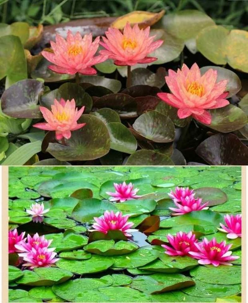 睡莲根块，观赏睡莲苗，池塘根块带芽，一件包邮死苗免费