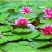 睡莲根块,观赏睡莲苗,池塘根块带芽,一件包邮死苗免费