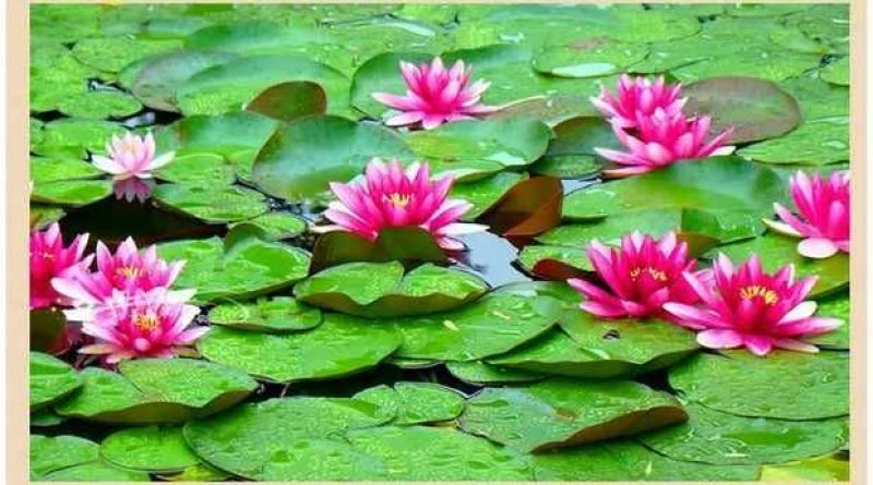 睡莲根块，观赏睡莲苗，池塘根块带芽，一件包邮死苗免费