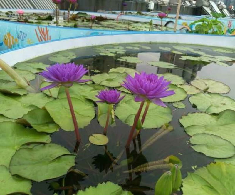 睡莲根块，观赏睡莲苗，池塘根块带芽，一件包邮死苗免费