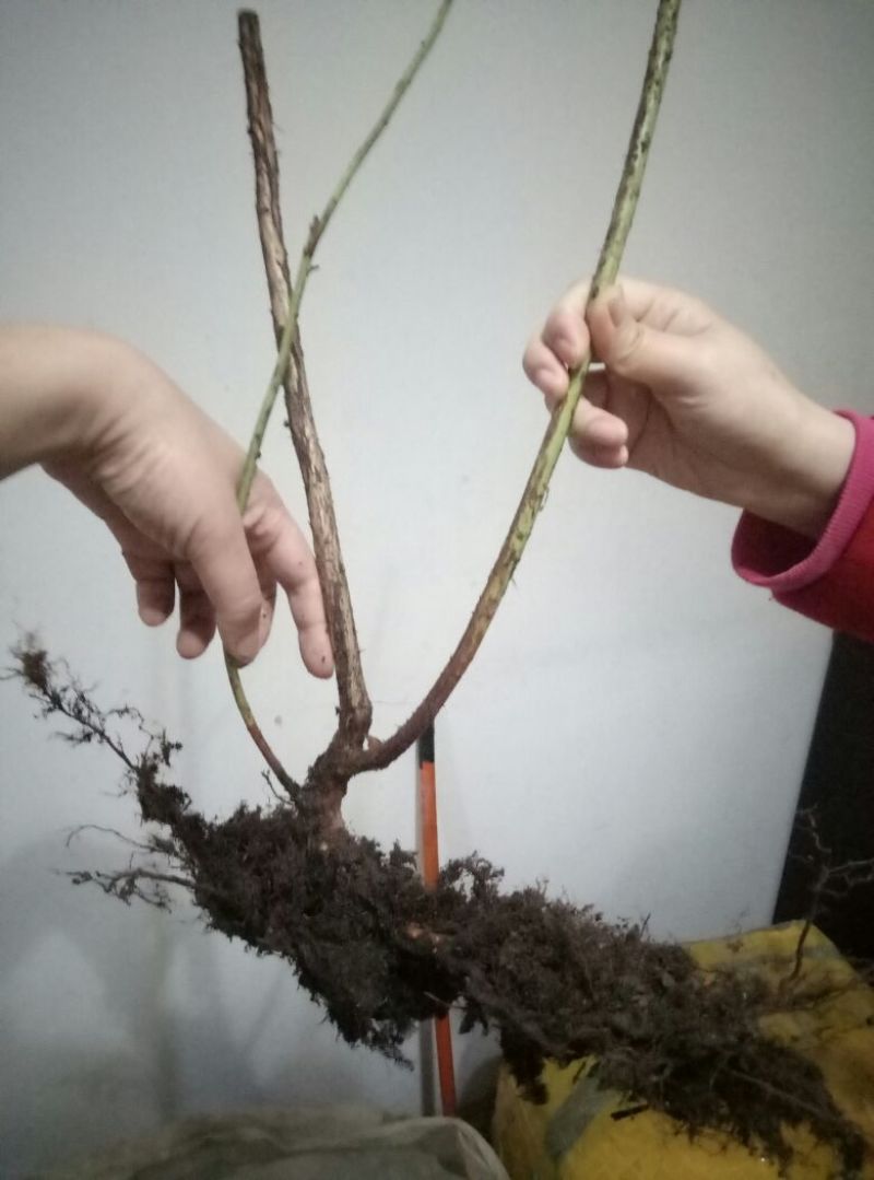 蓝莓苗蓝莓树