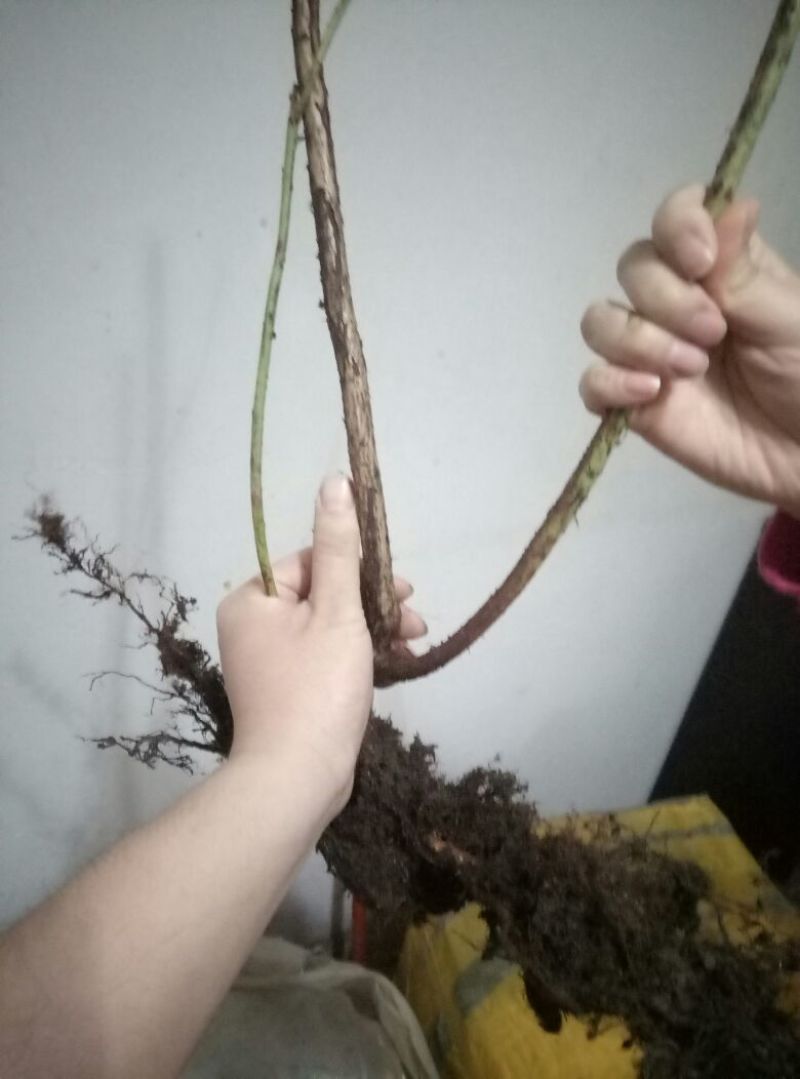 蓝莓苗蓝莓树