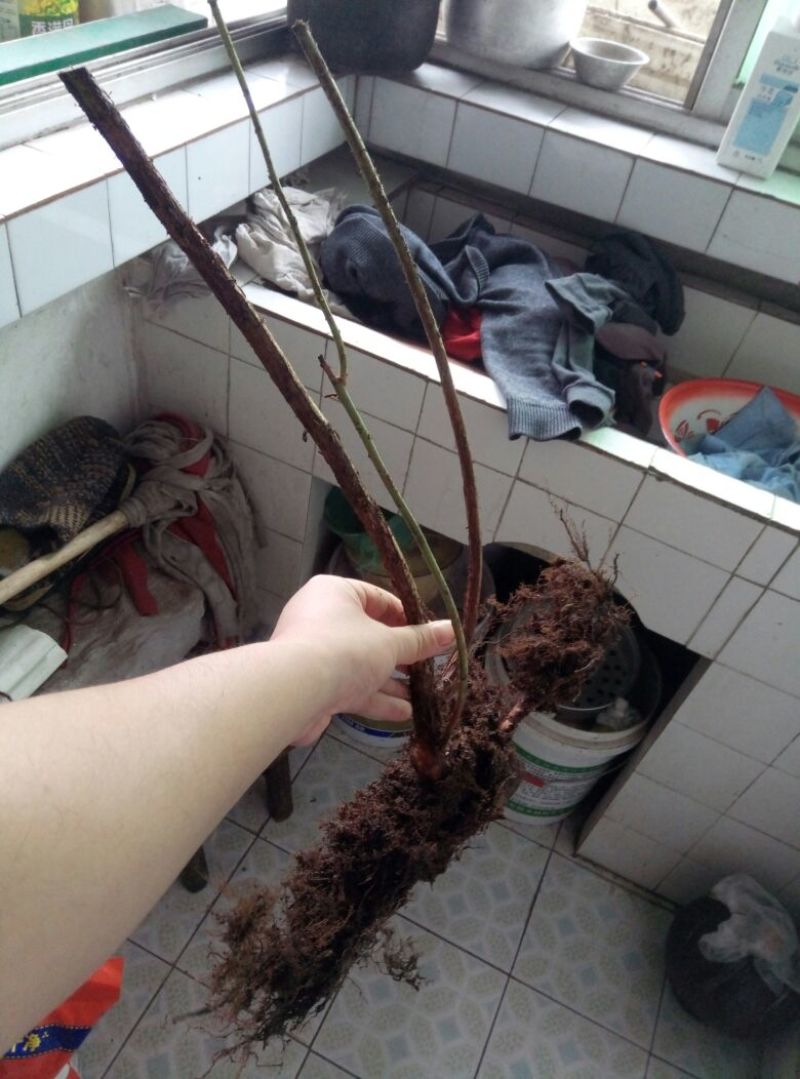 蓝莓苗蓝莓树