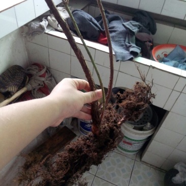 蓝莓苗蓝莓树