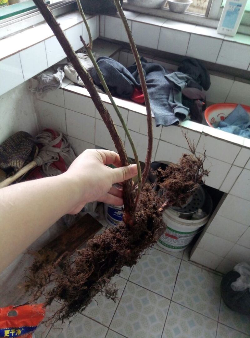 蓝莓苗蓝莓树