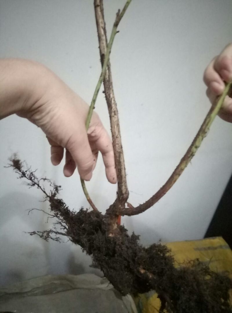 蓝莓苗蓝莓树