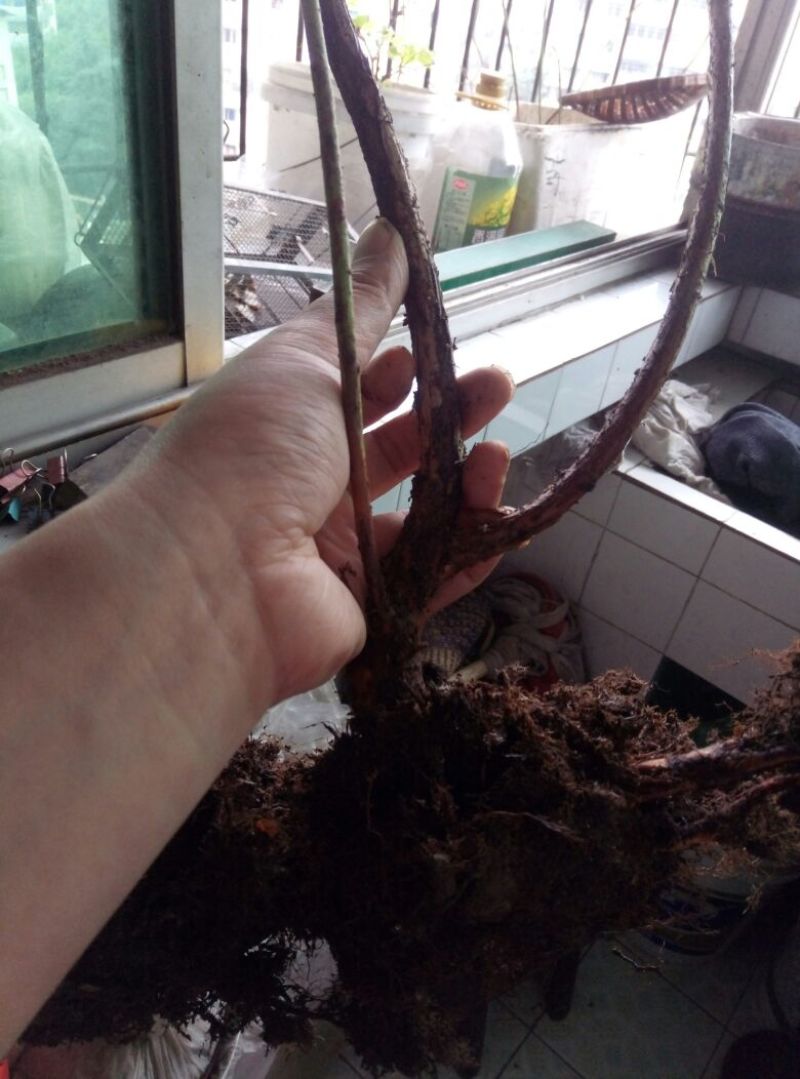 蓝莓苗蓝莓树